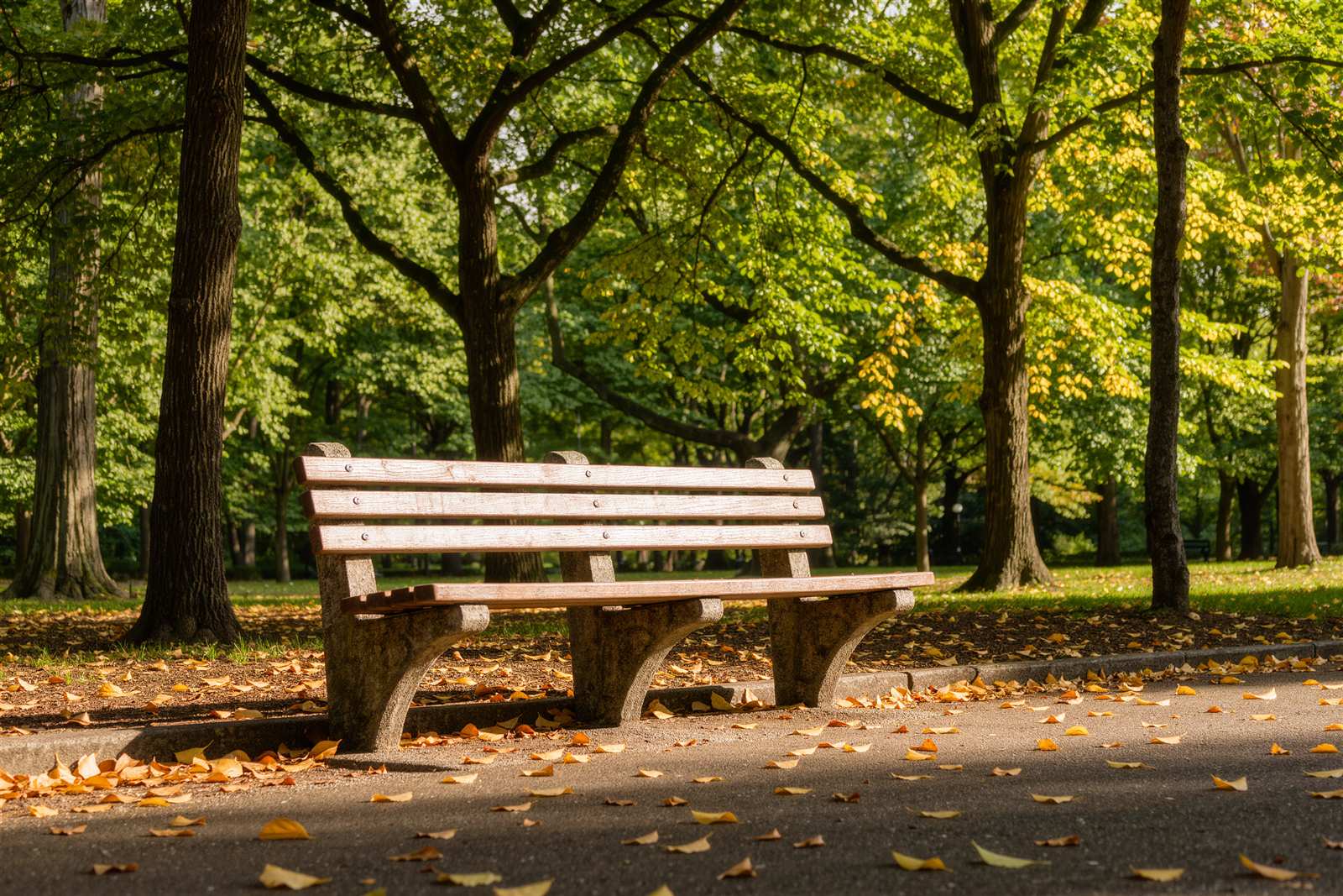 An empty wooden bench under trees in a small park with fallen leaves